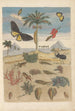 Dissertation über die Entstehung und die Transformationen der Insekten von Surinam Pl43 - Maria Sibylla Merian — Ansicht des Kunstwerks