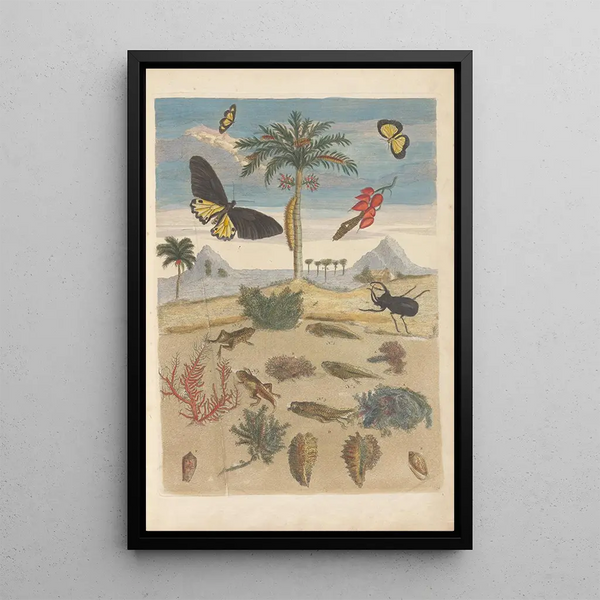Dissertation on the generation and transformations of insects from Suriname Pl43 - Maria Sibylla Merian — framed artwork on a wall