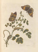 Dissertation on the generation and transformations of insects from Suriname Pl45 - Maria Sibylla Merian — artwork view