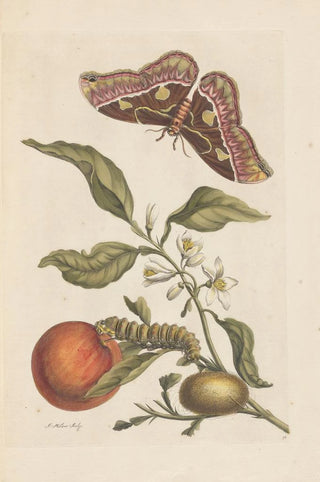 Maria Sibylla Merian - Dissertation sur la generation et les transformations des insectes de Surinam Pl46.webp