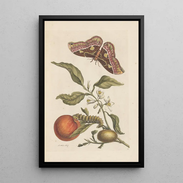 Dissertation sur la génération et les transformations des insectes de Surinam Pl46 - Maria Sibylla Merian — framed artwork on a wall