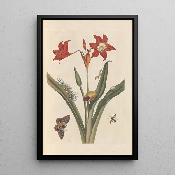 Dissertation on the generation and transformations of insects from Suriname Pl47 - Maria Sibylla Merian — framed artwork on a wall
