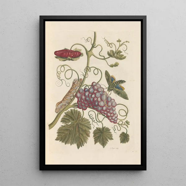 Dissertation on the generation and transformations of insects from Suriname Pl49 - Maria Sibylla Merian — framed artwork on a wall