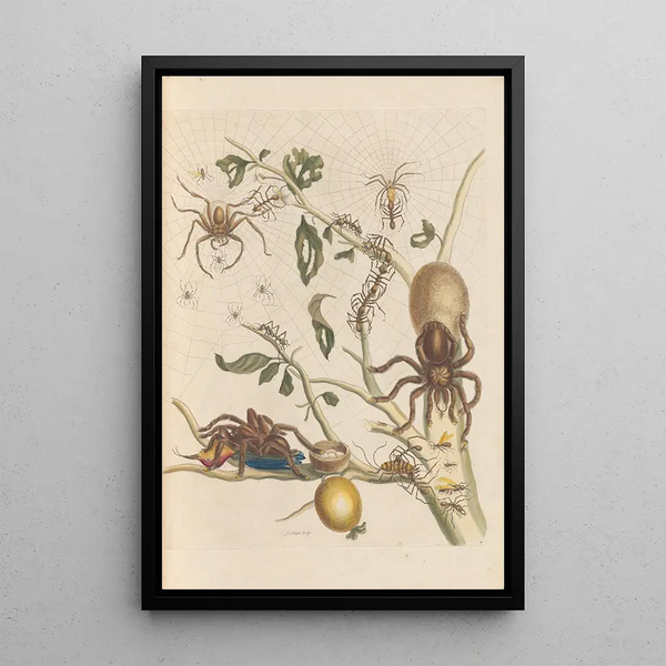 Dissertation on the generation and transformations of insects from Suriname Pl50 - Maria Sibylla Merian — framed artwork on a wall
