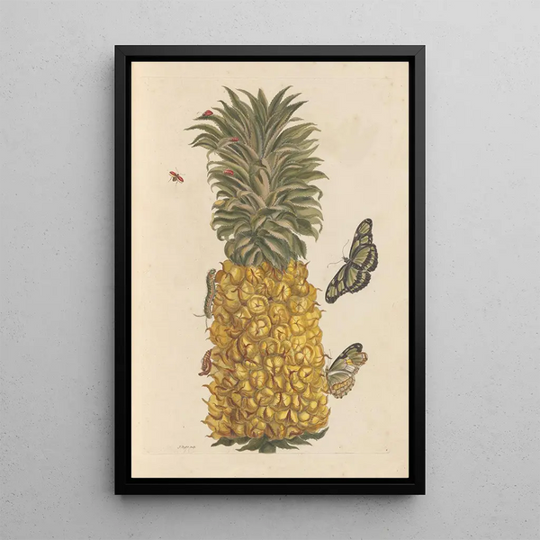 Dissertation on the generation and transformations of insects from Suriname Pl52 - Maria Sibylla Merian — framed artwork on a wall