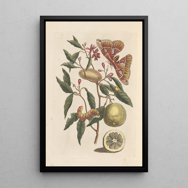 Dissertation sur la génération et les transformations des insectes de Surinam Pl53 - Maria Sibylla Merian — framed artwork on a wall