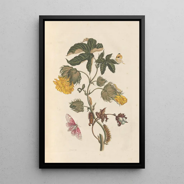 Dissertation on the generation and transformations of insects from Suriname Pl54 - Maria Sibylla Merian — framed artwork on a wall