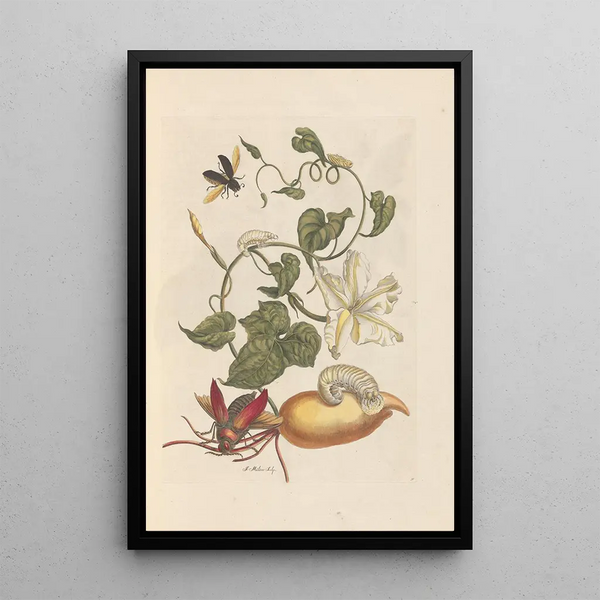 Dissertation on the generation and transformations of insects from Suriname Pl56 - Maria Sibylla Merian — framed artwork on a wall