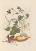 Dissertation sur la génération et les transformations des insectes de Surinam Pl56 - Maria Sibylla Merian — vista dell’opera