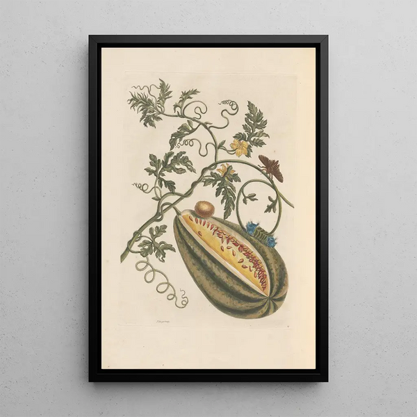 Dissertation sur la génération et les transformations des insectes de Surinam Pl57 - Maria Sibylla Merian — framed artwork on a wall