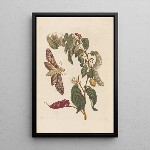 Dissertation on the generation and transformations of insects from Suriname Pl58 - Maria Sibylla Merian — framed artwork on a wall