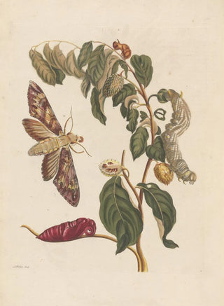 Maria Sibylla Merian - Dissertation sur la generation et les transformations des insectes de Surinam Pl58.webp