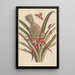 Dissertation sur la génération et les transformations des insectes de Surinam Pl64 - Maria Sibylla Merian — quadro incorniciato alla parete