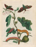 American Fig Tree Painting - Maria Sibylla Merian — artwork view