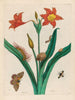 Red Lis Painting - Maria Sibylla Merian — artwork view