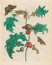 Macca - Maria Sibylla Merian — artwork view