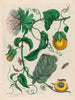 Marquiaas - Maria Sibylla Merian — artwork view