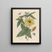 Muscus Bloem - Maria Sibylla Merian — framed artwork on a wall