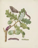 Branch of oak with caterpillars and chrysalis of the sphinx - Maria Sibylla Merian — artwork view