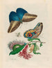 Pachystachys coccinea - Maria Sibylla Merian — artwork view