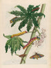 Papaya Painting - Maria Sibylla Merian — artwork view