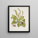 Plantain with metamorphosis of the Bright-Line Brown-Eye - Maria Sibylla Merian — framed artwork on a wall