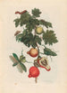Pomme de Sodome - Maria Sibylla Merian — Ansicht des Kunstwerks