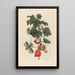 Pomme de Sodome - Maria Sibylla Merian — gerahmtes Bild an der Wand