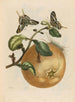 Pompelmous - Maria Sibylla Merian — artwork view