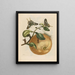 Pompelmous - Maria Sibylla Merian — framed artwork on a wall
