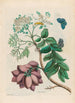 Prunier d'Amérique - Maria Sibylla Merian — vista dell’opera
