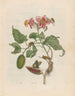 Rock - Maria Sibylla Merian — artwork view
