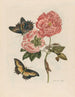 Rosier - Maria Sibylla Merian — artwork view