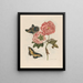 Rosier - Maria Sibylla Merian — framed artwork on a wall