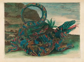 Maria Sibylla Merian - Sauvegarde.webp