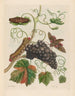 Vigne d'Amérique - Maria Sibylla Merian — artwork view