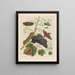 Vigne d'Amérique - Maria Sibylla Merian — framed artwork on a wall