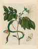 Wycke Bockies - Maria Sibylla Merian — artwork view