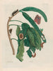 Tree of Sweet Beans - Maria Sibylla Merian — artwork view