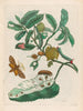 Sac d'acide - Maria Sibylla Merian — artwork view