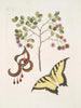 Acacia a foglie più grandi Papilio journal innanzitutto il più grande - Mark Catesby — vista dell’opera