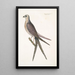 Accipiter cauda forcipata furcata Der Falke mit Schwalbenschwanz - Mark Catesby — gerahmtes Bild an der Wand