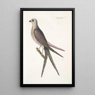 Mark Catesby - Accepiter cauda forcipater furcata The SwallowTail Hawk.webp