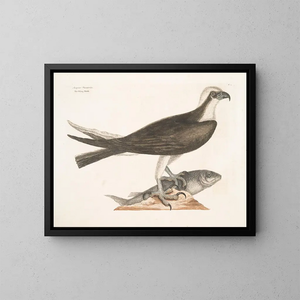 Il falco pescatore - Mark Catesby — quadro incorniciato alla parete