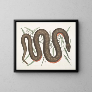 Mark Catesby - An Recinoides c The Ilathera Bark Anguis c The Copperbelly Snake.webp