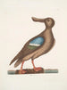 Anas Americanus Le Canard souchet à ailes bleues - Mark Catesby — vista dell’opera