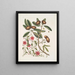 Anona foliis Laurinis Le Sappadillo Convolvulus feuilles panachées c - Mark Catesby — gerahmtes Bild an der Wand