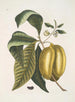 Anona con il frutto del frutto c - Mark Catesby — vista dell’opera