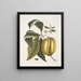 Anona con il frutto del frutto c - Mark Catesby — quadro incorniciato alla parete