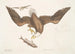 Aquila capite Albo L'Aquila a testa bianca La dimensione della testa dell'aquila - Mark Catesby — vista dell’opera